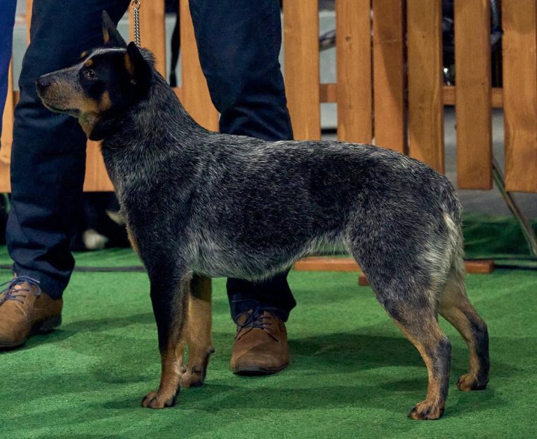 CHOBIENIA FOREST FRANCESCA