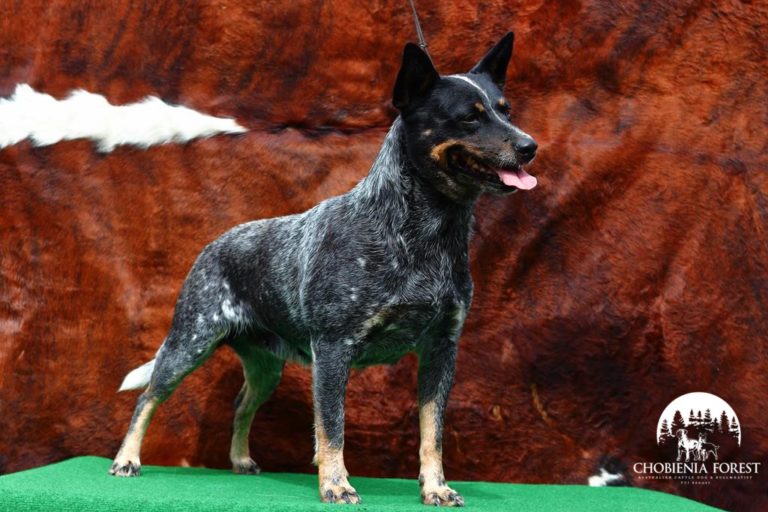 BRIA ZE STREZOVSKE ROKLE