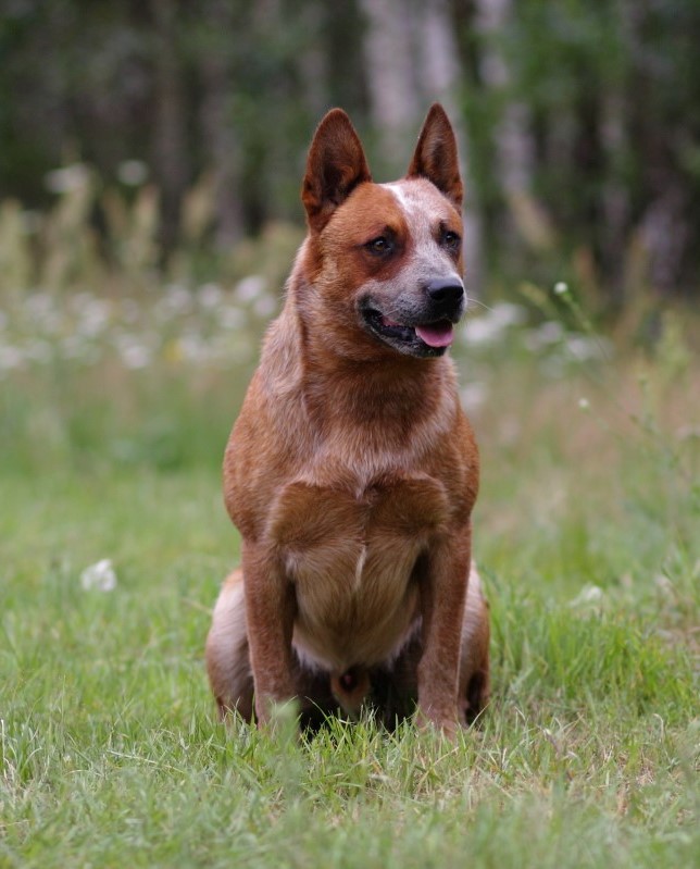 CASTOR ze Strezovske rokle