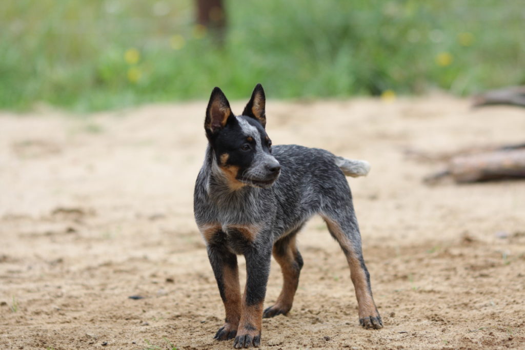 CHOBIENIA FOREST BARCA