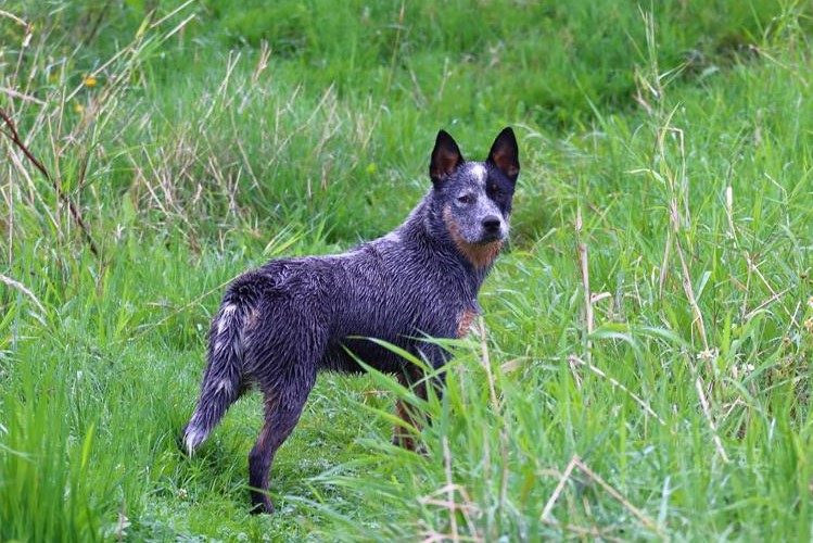 FARAH Acd Vejano Ceccucci